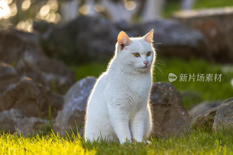 清晨草地流浪白猫