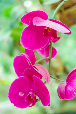 广州麓湖公园麓湖花园粉红色蝴蝶兰鲜花植物