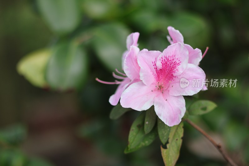 春暖花开