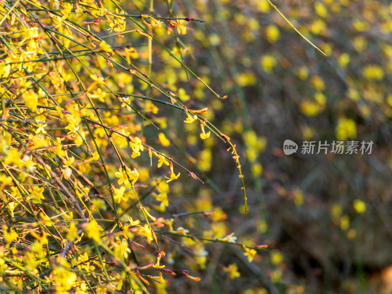 春天迎春花开