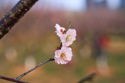 粉色梅花