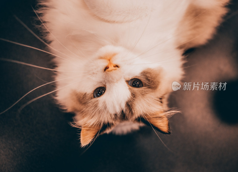 猫咖啡馆里的可爱猫咪