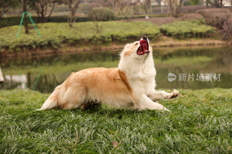 在草地上玩飞盘的边境牧羊犬