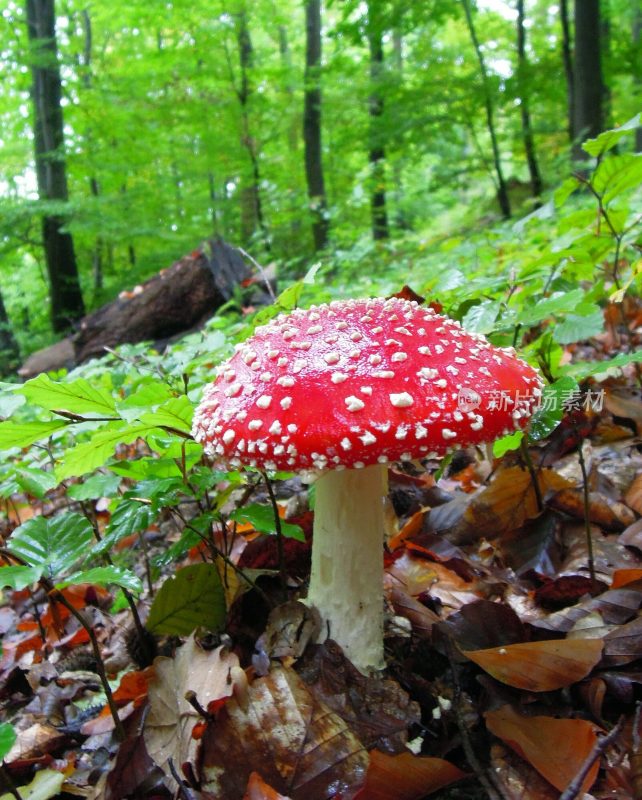 菌类山菌野生菌野生菌蘑菇生长环境