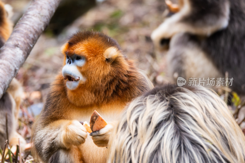 川金丝猴