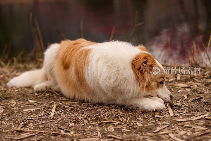 趴在草地上的边境牧羊犬