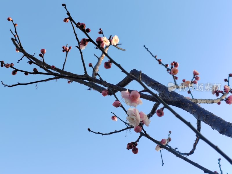 蓝天映衬下的梅花树枝生机勃勃