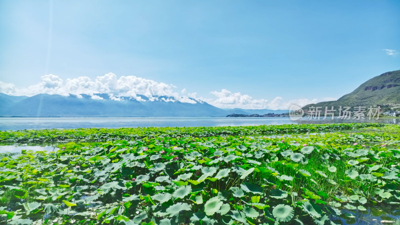 云南大理苍山洱海荷花