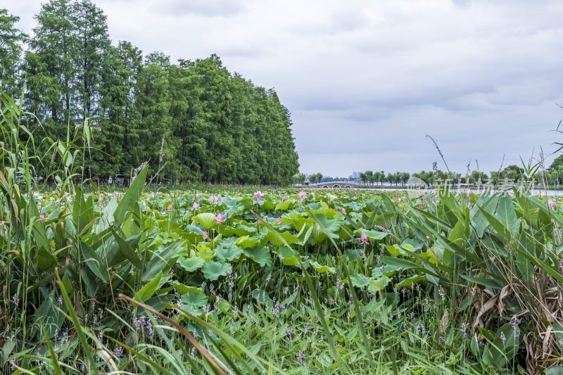 武汉东湖风景区景点风光