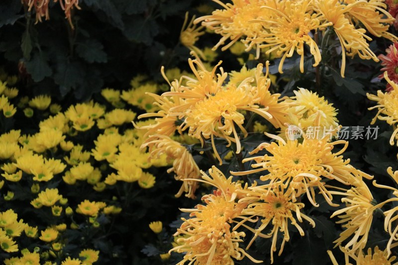 黄色菊花 丝状菊花 金丝菊 