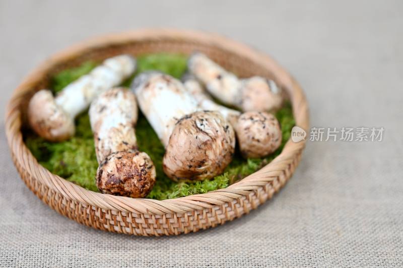 甘孜州野生松茸