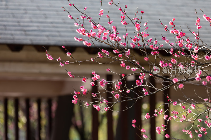 春天宁波江北日湖公园的花开了