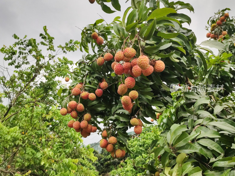 挂满荔枝的荔枝树