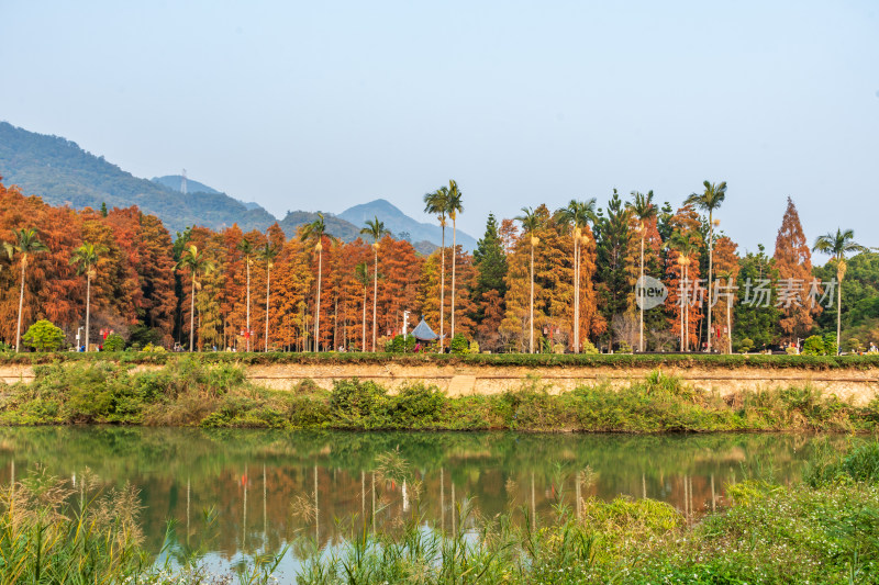 福州森林公园池杉