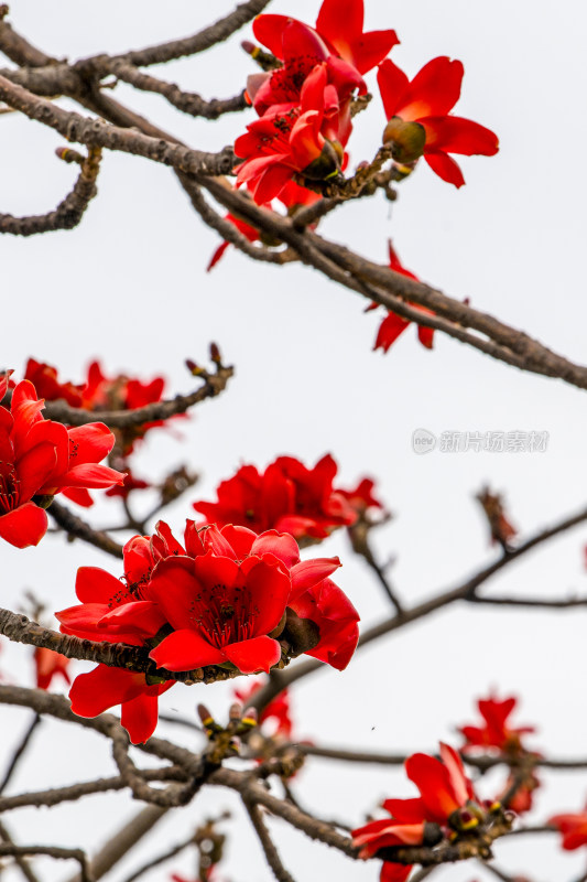 深圳街道边盛开的木棉花