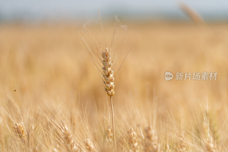 麦田麦子麦穗