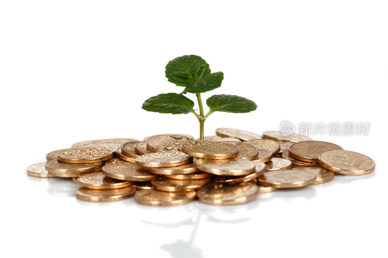 硬币堆中生长的绿植