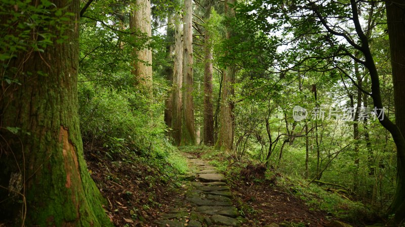 杭州西天目山原始森灵景观