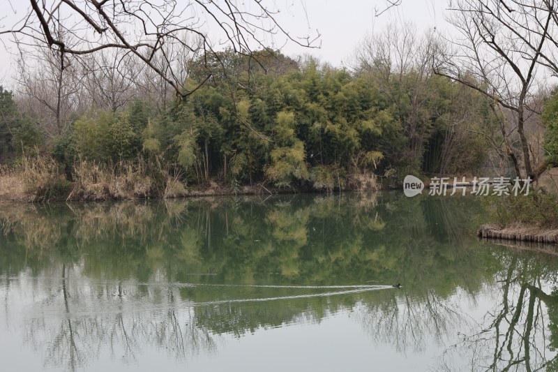 湖边树林倒影自然静谧之景