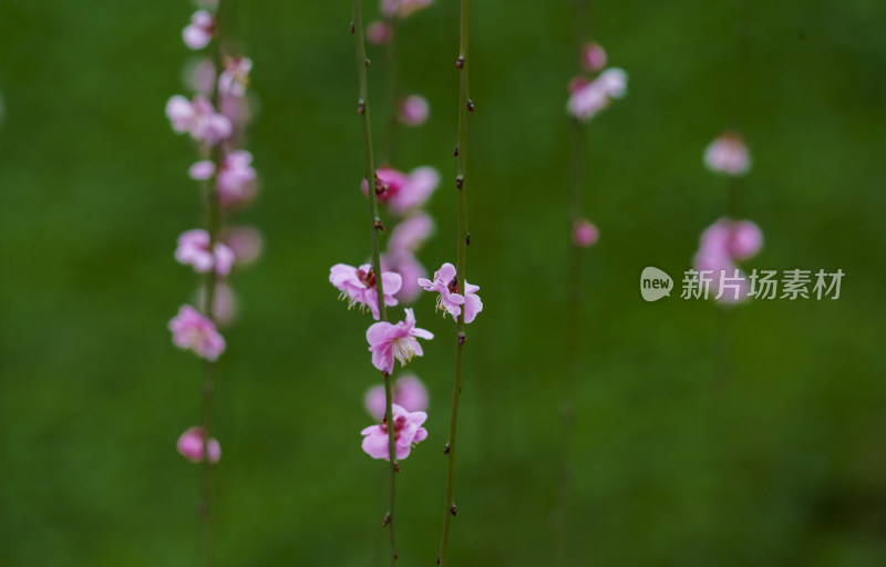 贵州梅园梅花