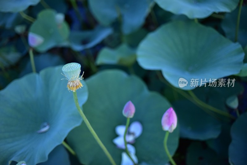 荷花荷叶莲花荷塘睡莲莲蓬