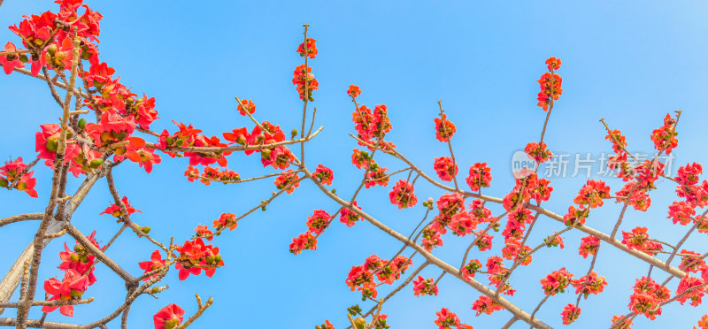 佛山禅城澜石地铁站盛开的木棉花