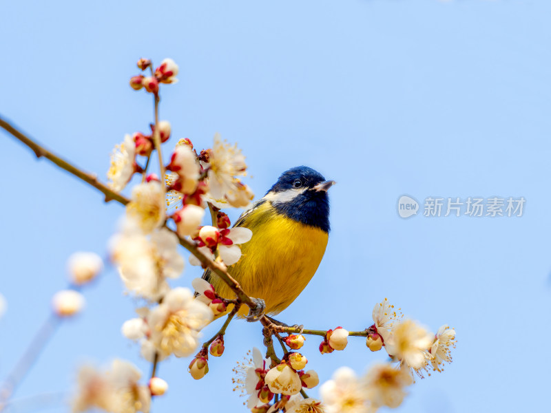 枝头黄腹山雀与盛开梅花