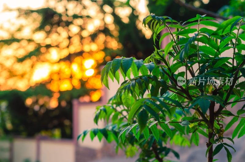 夕阳下的绿色植物特写