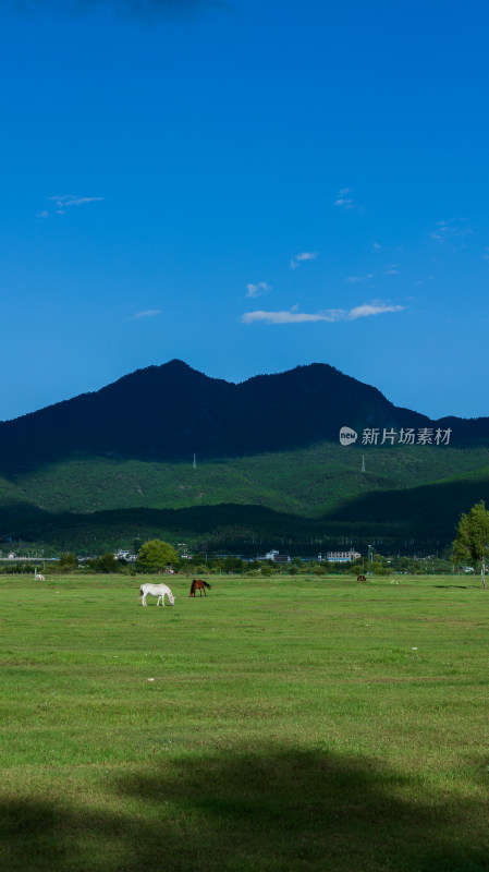 丽江拉市海湿地公园夏天的草地牛羊野鹤飞鸟