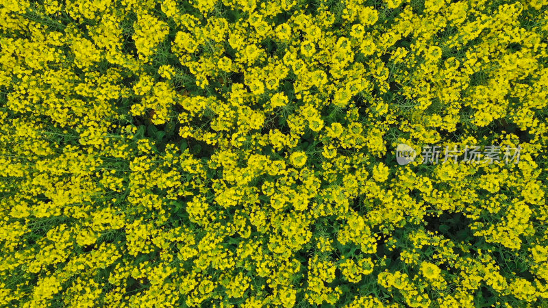 春天的油菜花田