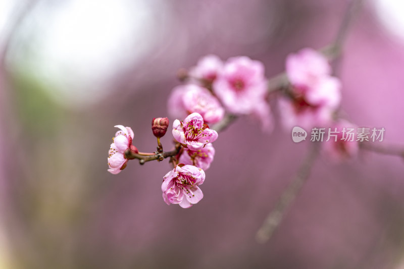 春天盛开的花朵