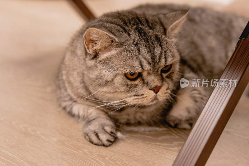 房间里可爱的宠物猫咪