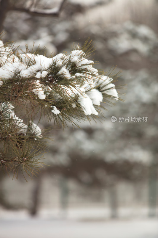 松树枝上的积雪在冬季