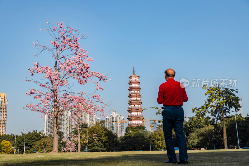 中国广东省广州市海珠区赤岗塔异木棉