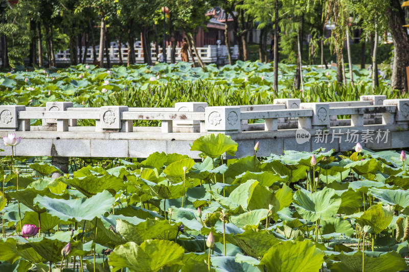 惠州丰渚园荷花池边的中式园林建筑