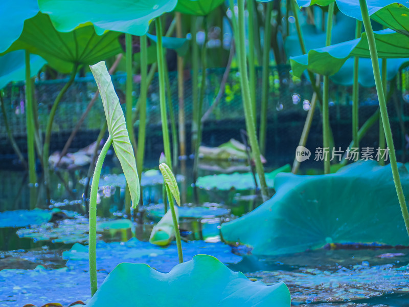 池塘里的荷花