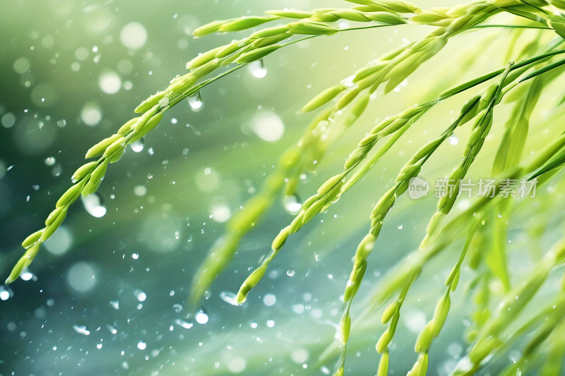 自然背景植物农业谷雨