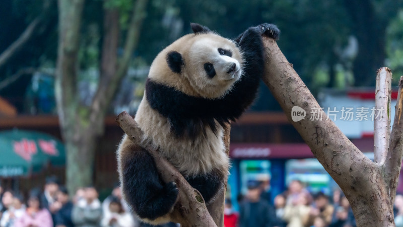 爬树的大熊猫