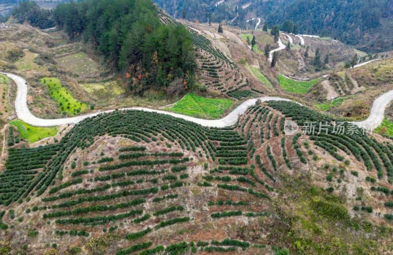 重庆酉阳：群山中的茶山