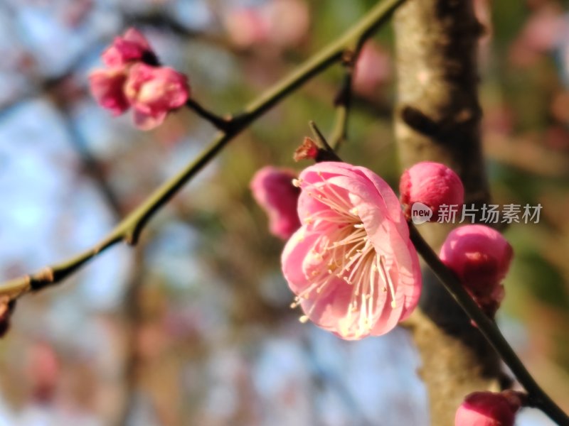 盛开的粉色梅花特写