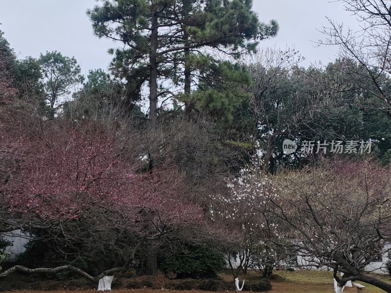 树木茂盛的户外自然风景