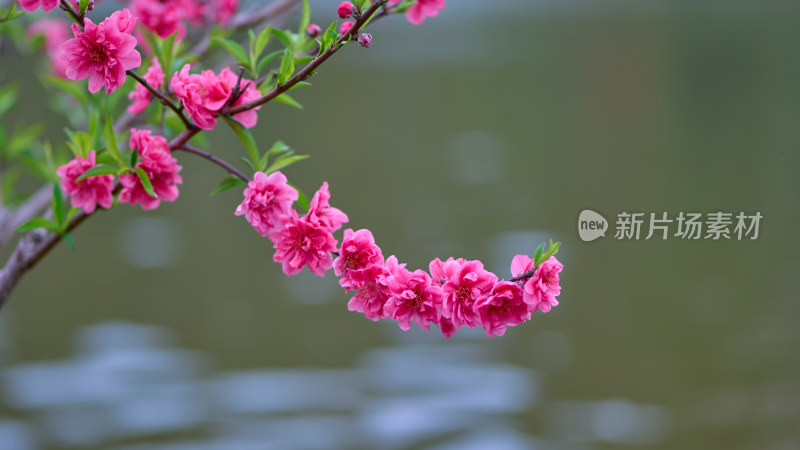 春天盛开的桃花