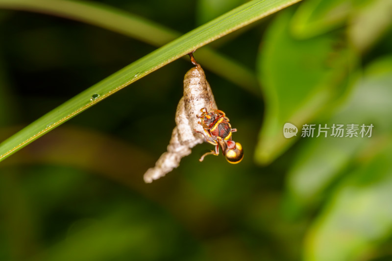 黄蜂与巢穴