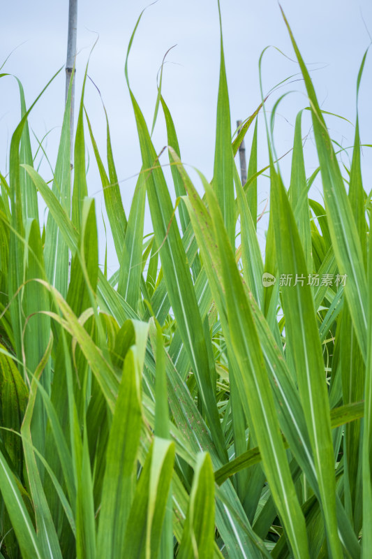 果园里种植着大量的甘蔗，生长旺盛