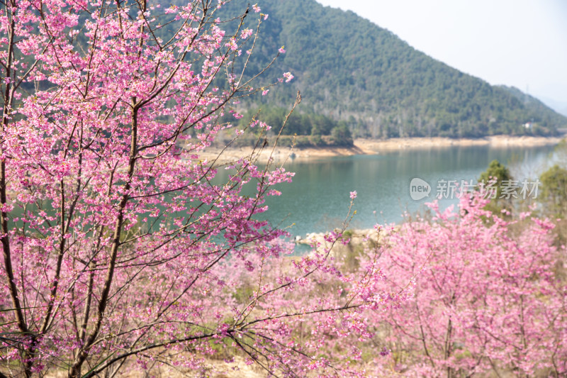 山间盛开的粉色樱花树