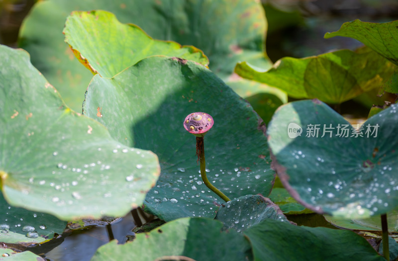 秋天池塘里枯萎的莲蓬