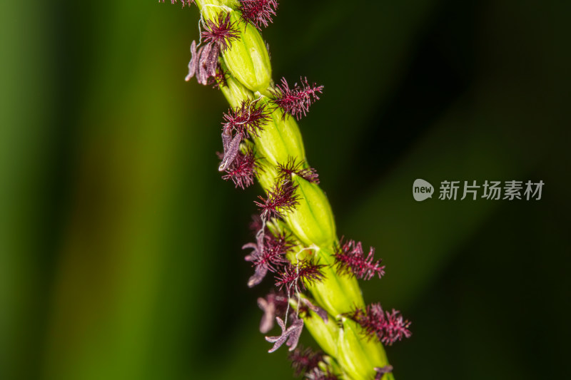 螺旋状植物特写