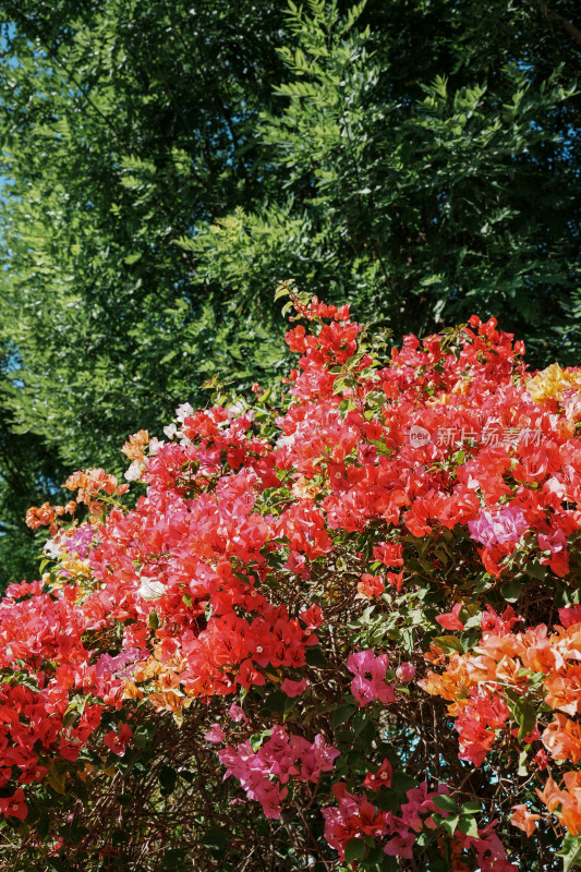 北京花乡公园三角梅