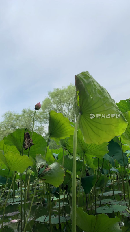 盛夏的荷花池