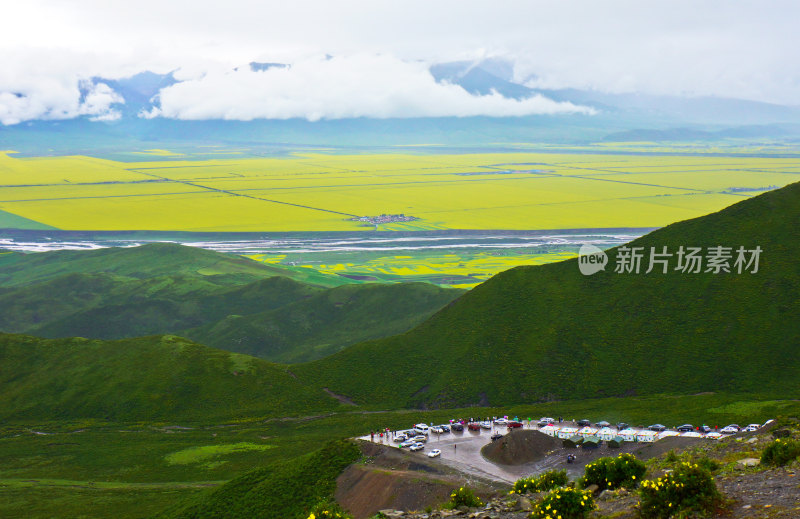 甘肃门源油菜花海